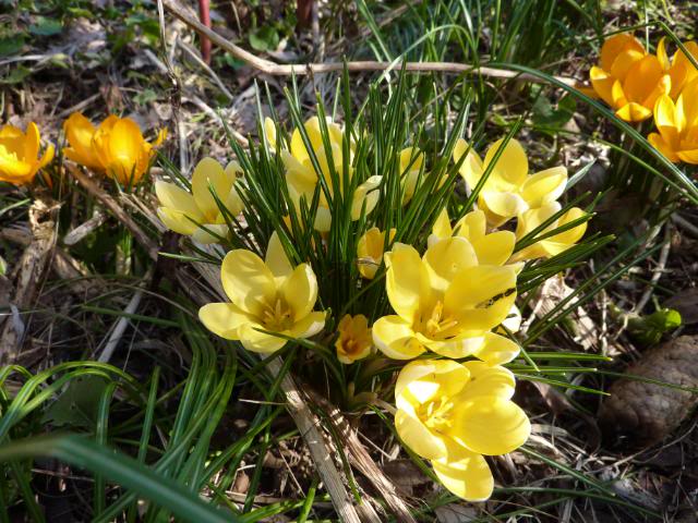 Narcisi Tete-A-Tete In Vaso 5 Cm: 50 Bulbi Gialli Per Un Giardino Fiorito E Sostenibile